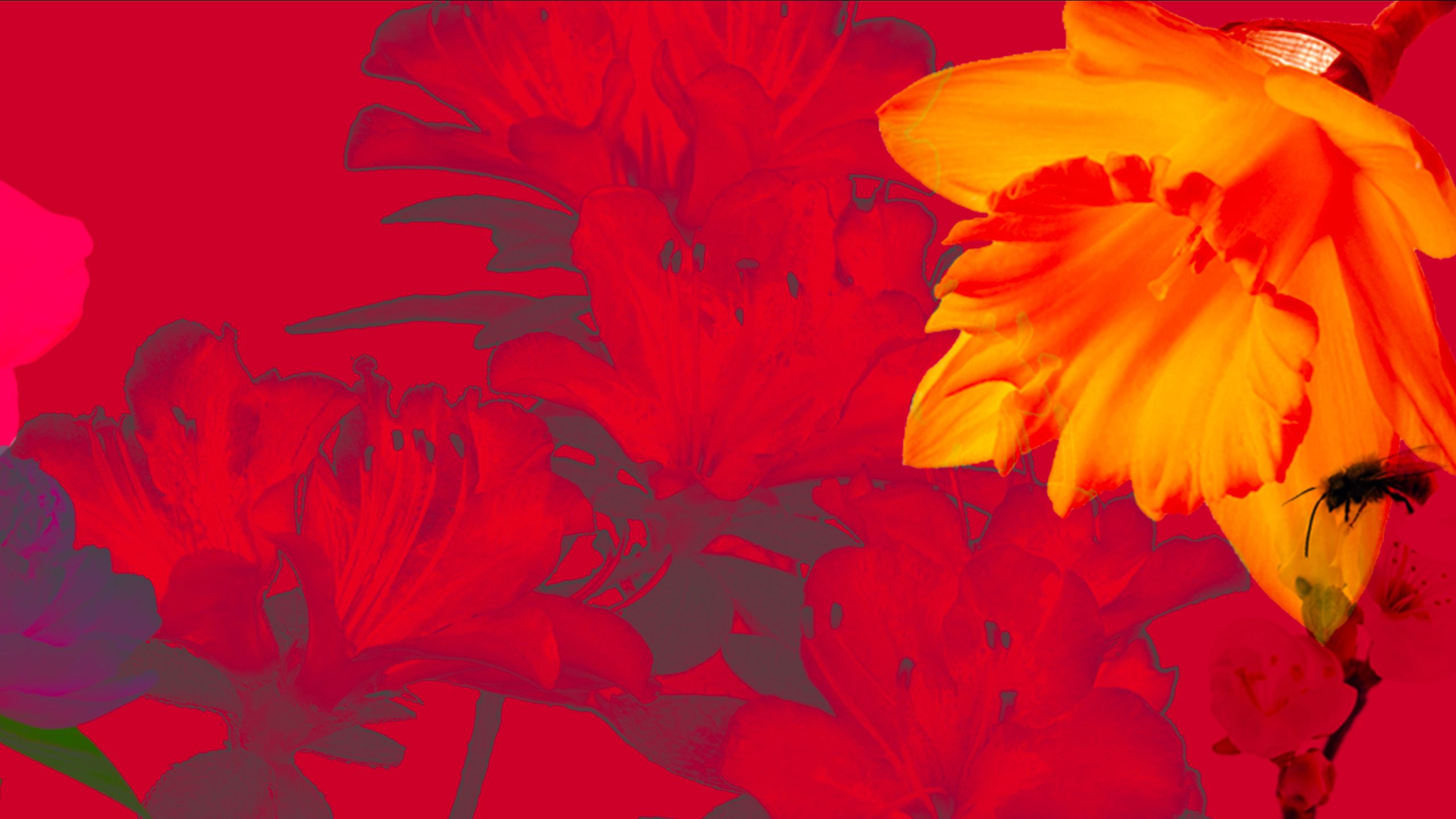 Stylized collage of native Georgia flowers on a red background including azaleas and daffodils